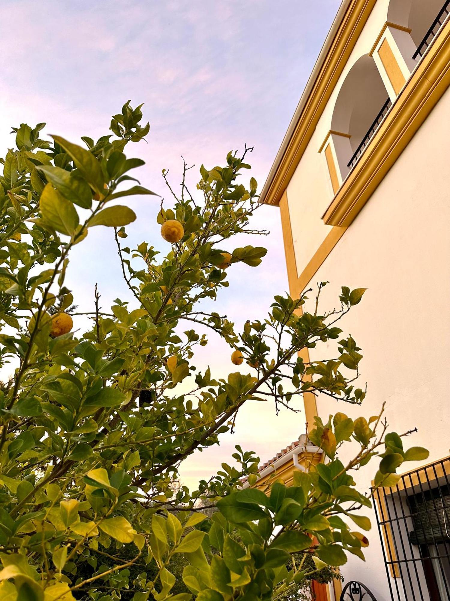 Hacienda El Tarajal Hotel Priego de Córdoba Exterior foto